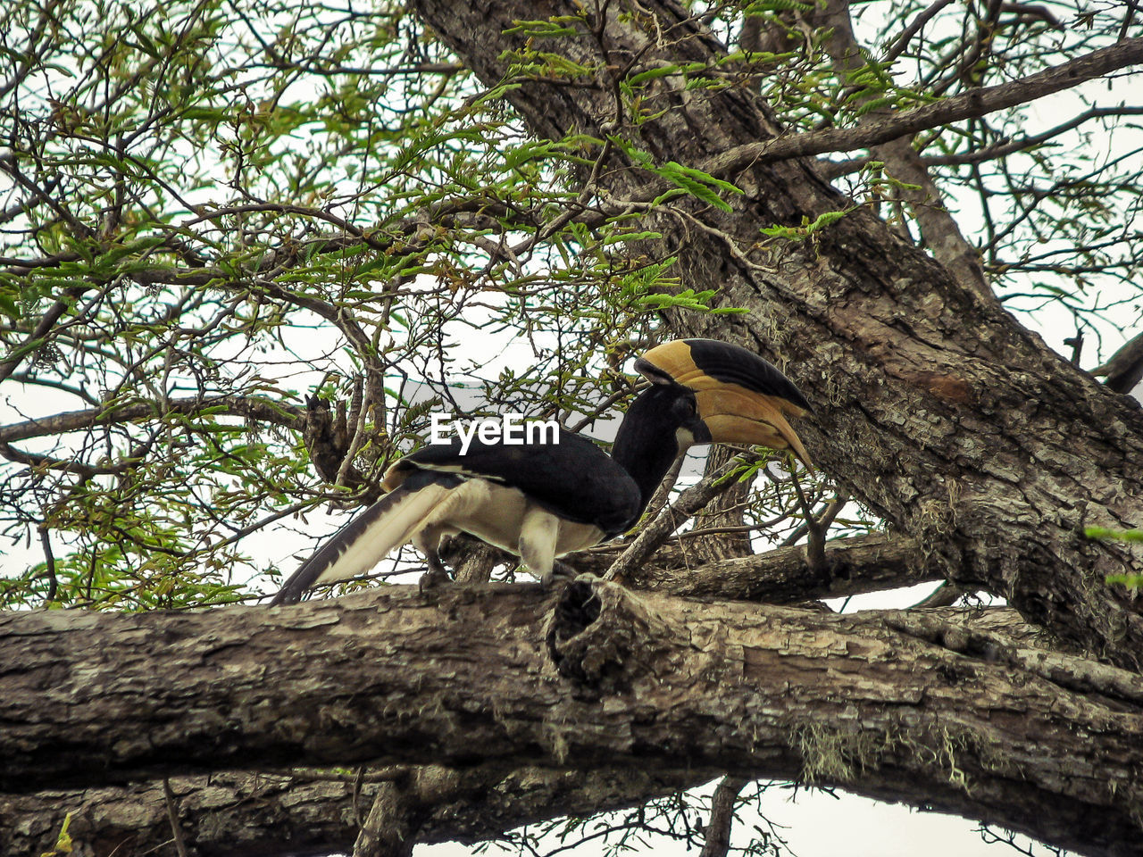 LOW ANGLE VIEW OF BIRDS PERCHING ON TREE