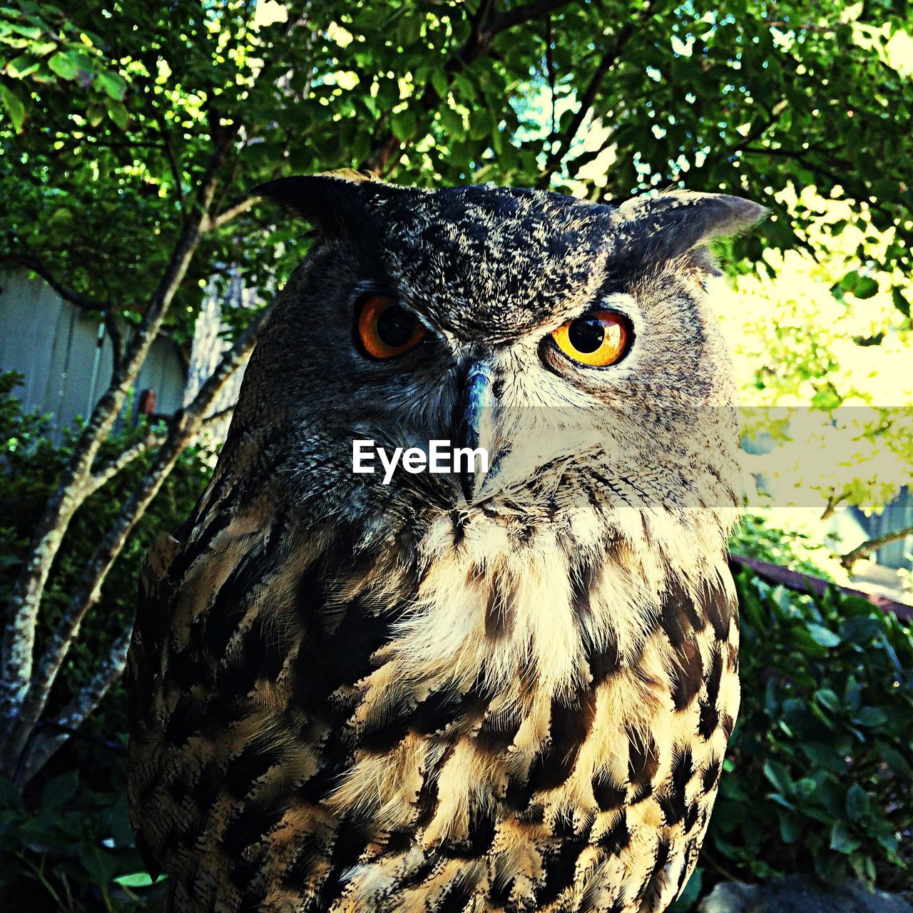 Close up of owl