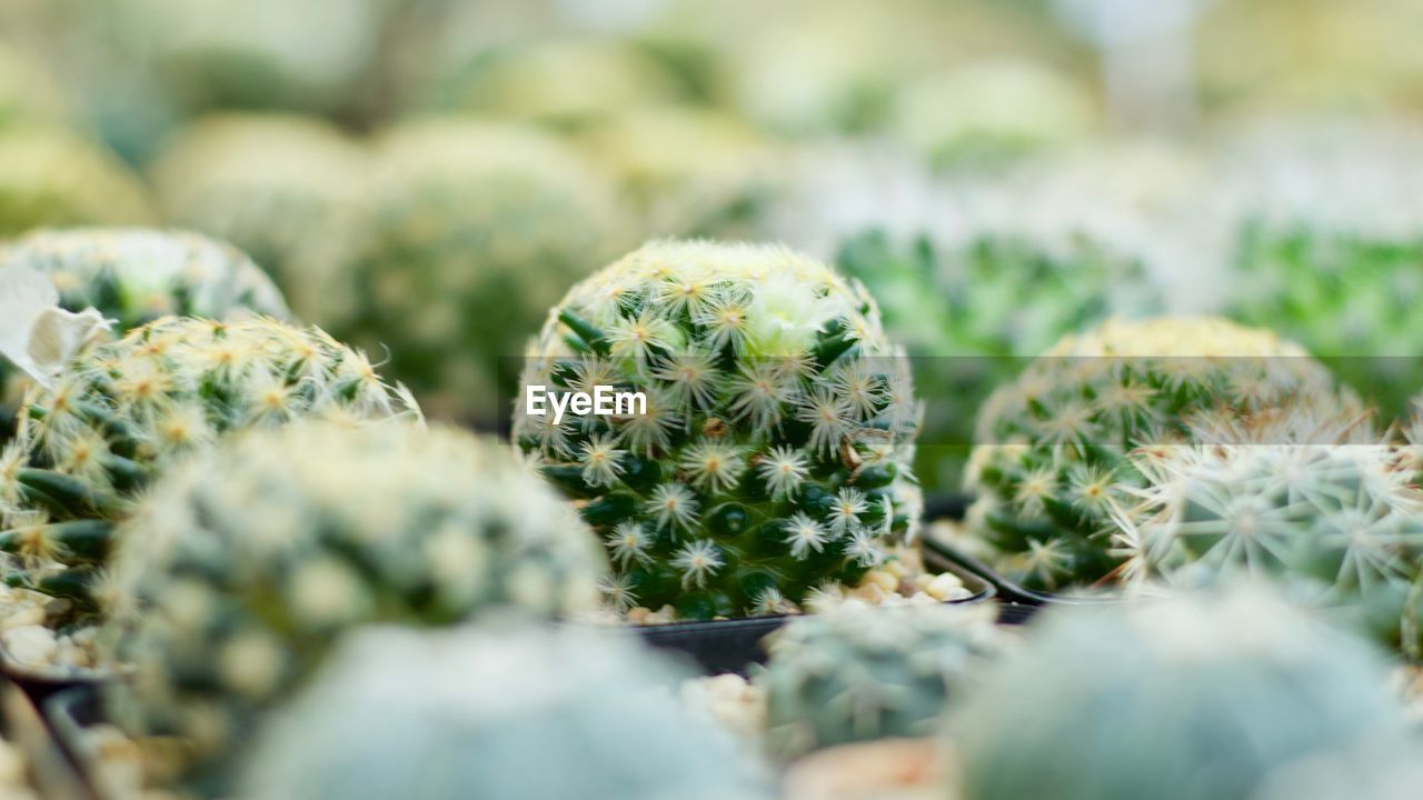 CLOSE-UP OF SUCCULENT PLANT GROWING ON FIELD