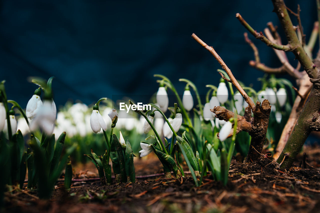 Close-up of flowering snowdrop plants