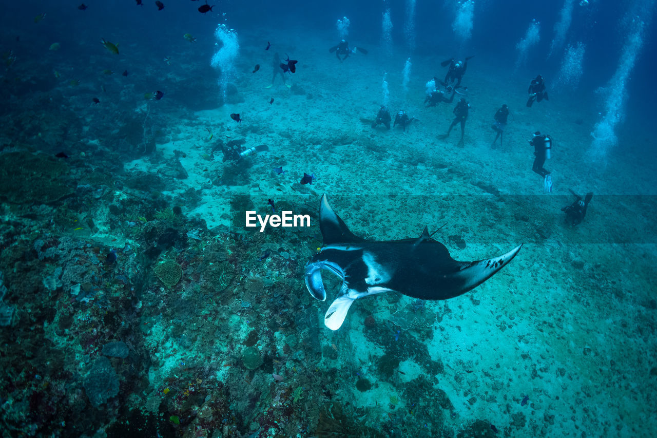 View of fishes swimming in sea