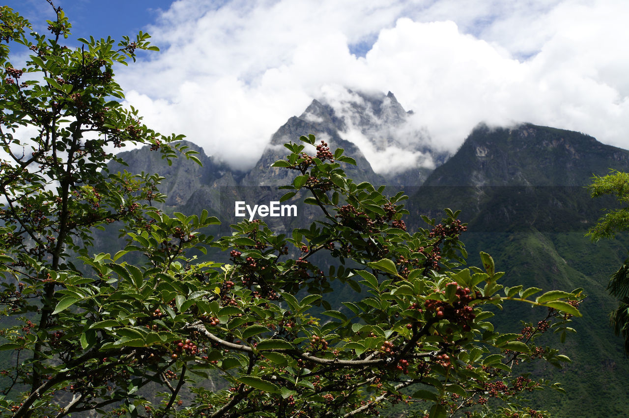 PLANTS AND TREES AGAINST SKY