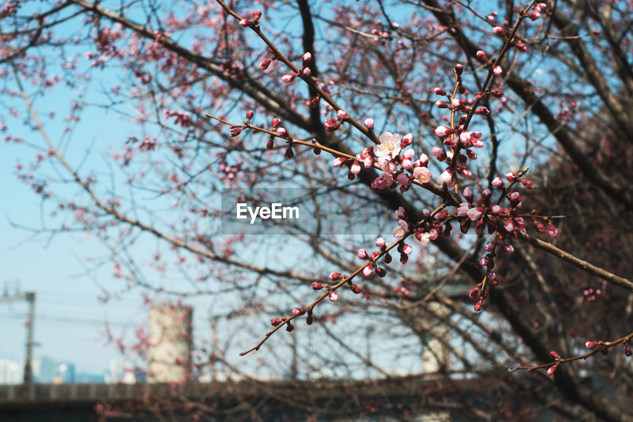 LOW ANGLE VIEW OF CHERRY BLOSSOM