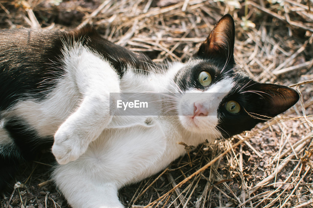Close-up portrait of a cat on field