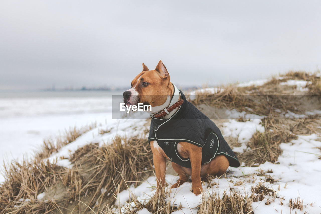 DOG STANDING ON SNOW COVERED LANDSCAPE AGAINST SKY