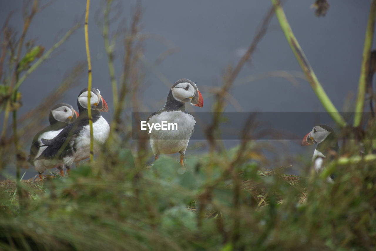 Puffins, iceland