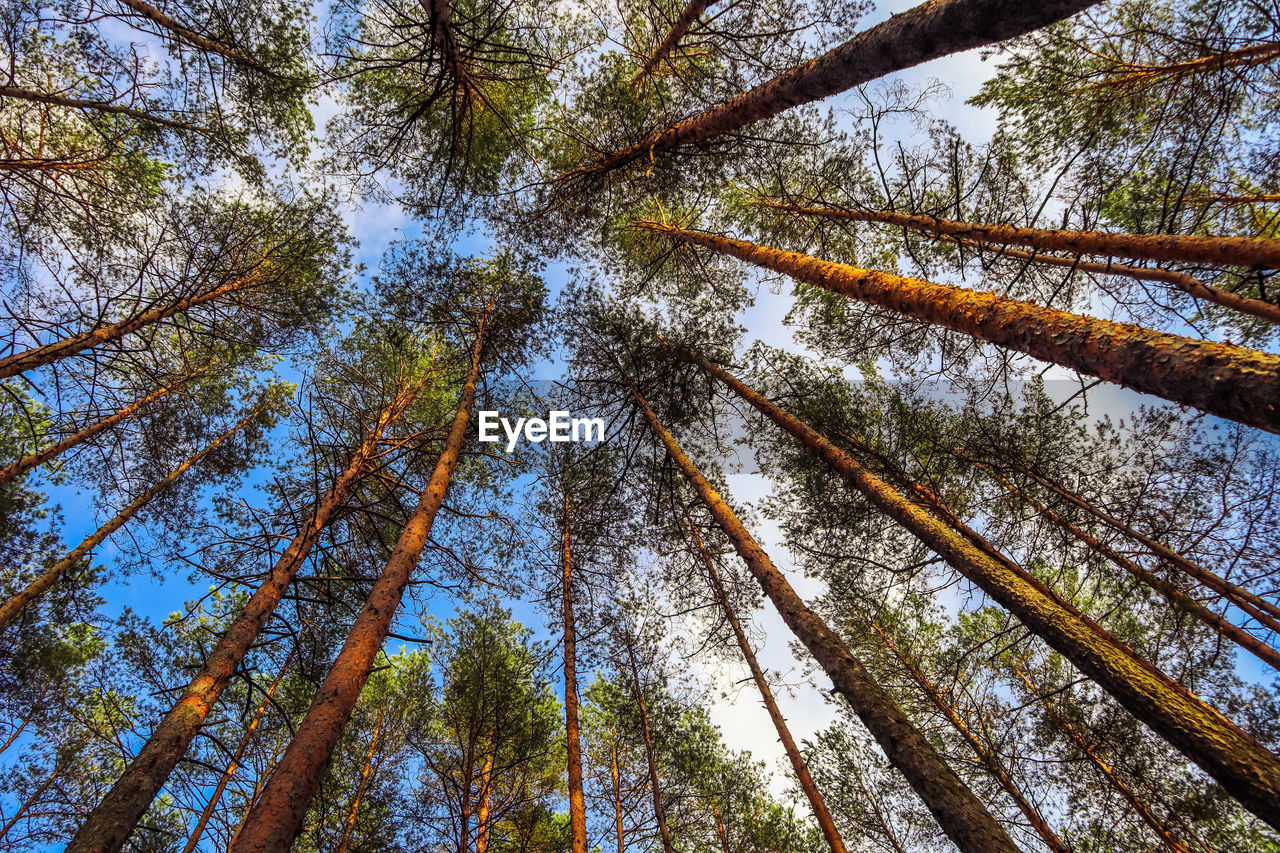 Directly below shot of trees