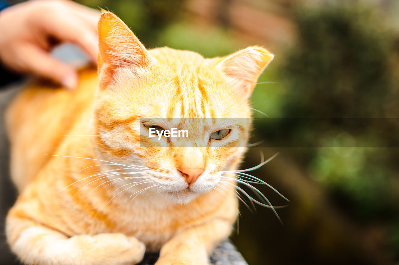 CLOSE-UP OF A RELAXED CAT