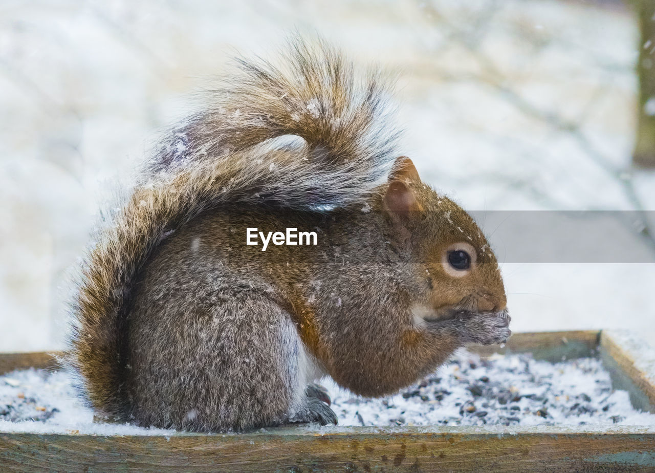 Grey squirrel eating seed out of a bridfeeder in the snow.