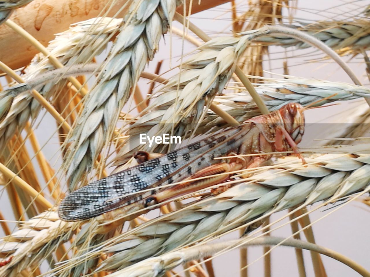 CLOSE-UP OF WHEAT IN BACKGROUND