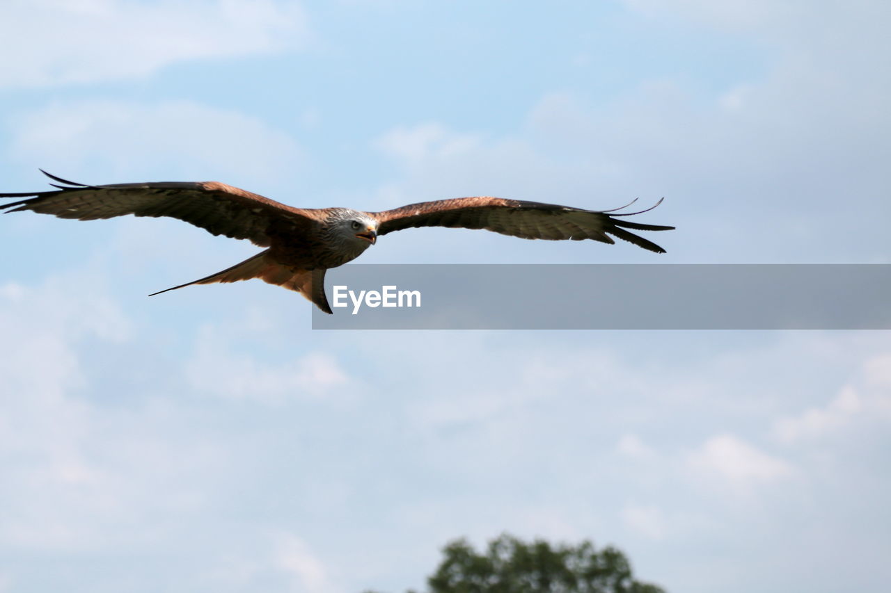 animal themes, animal, flying, bird, animal wildlife, wildlife, spread wings, cloud, sky, one animal, animal body part, mid-air, nature, bird of prey, no people, low angle view, motion, day, full length, outdoors, wing, animal wing, vulture, beak