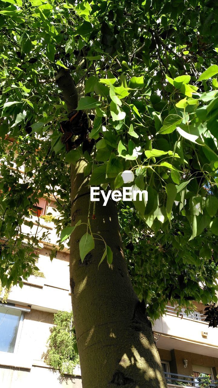 LOW ANGLE VIEW OF TREE WITH BUILDING IN BACKGROUND