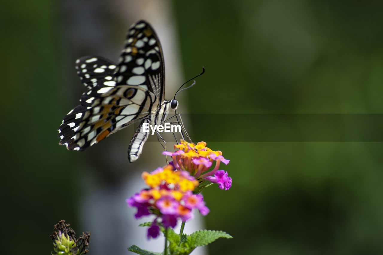 BUTTERFLY ON FLOWER