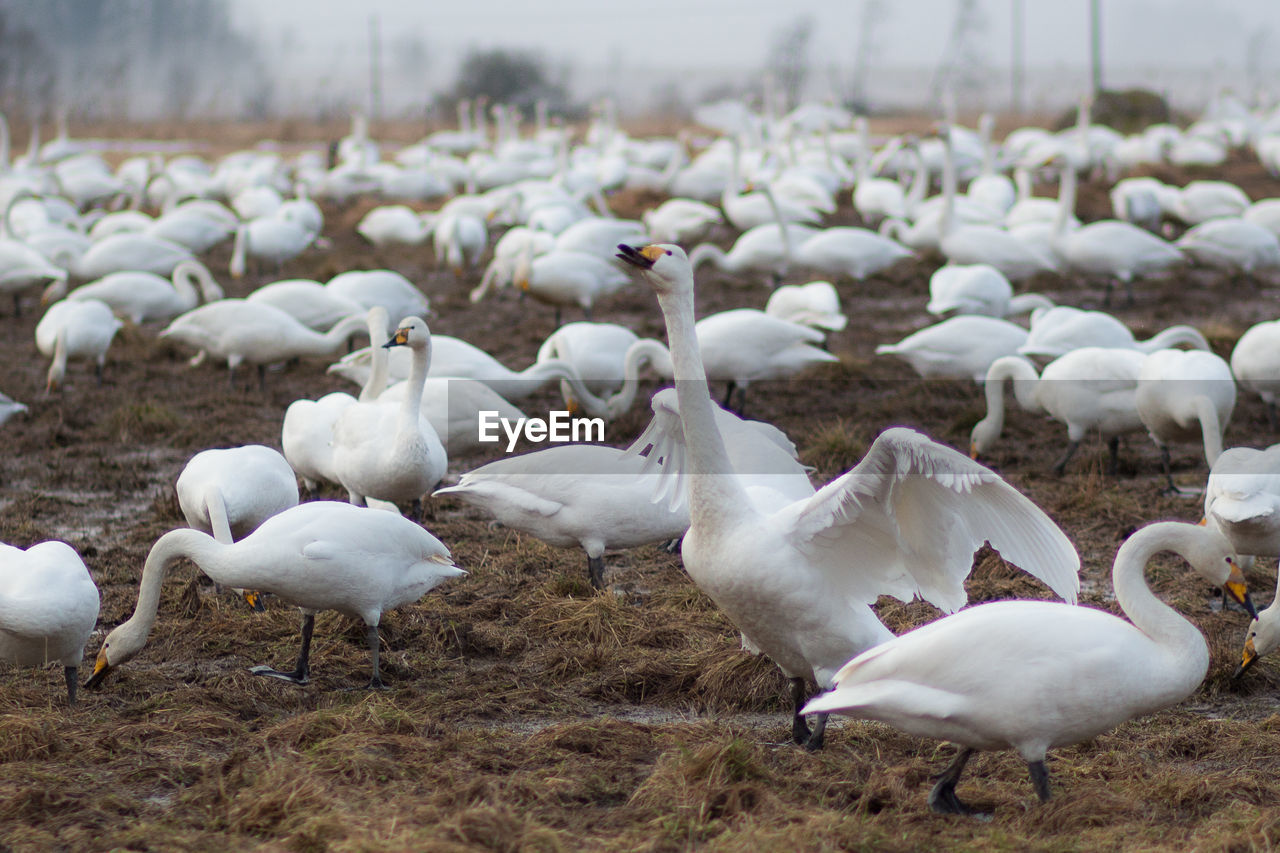 Flock of swans on field