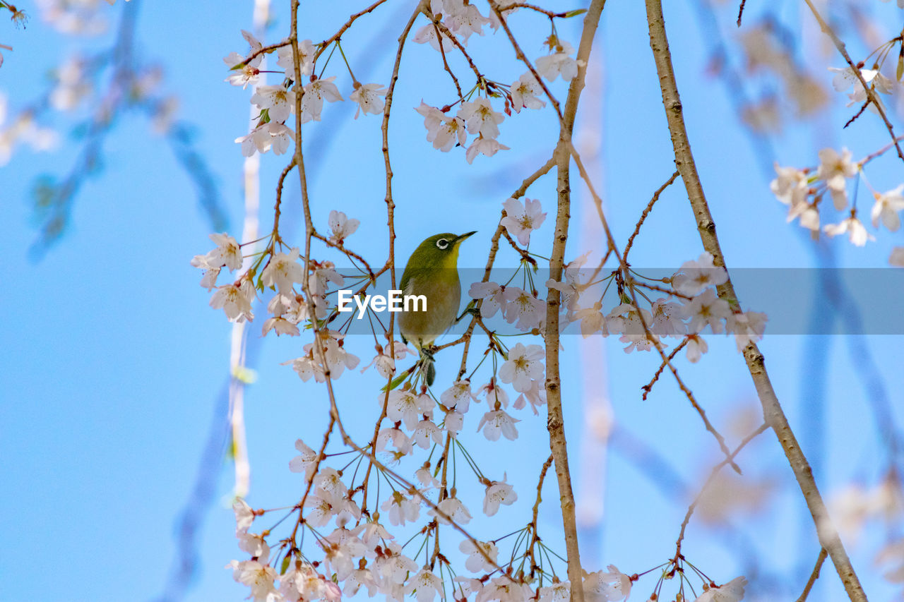 LOW ANGLE VIEW OF BIRD PERCHING ON BRANCH