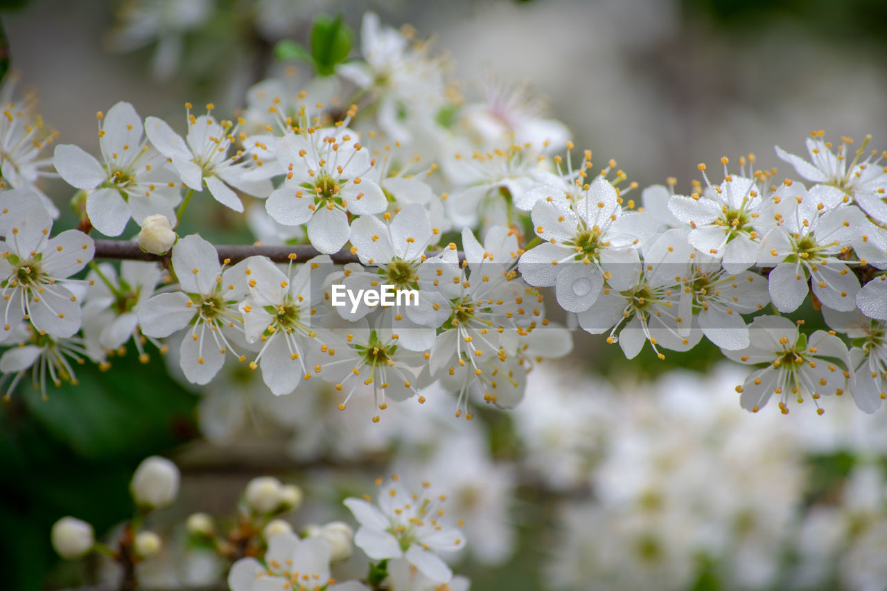 CLOSE-UP OF WHITE CHERRY BLOSSOMS