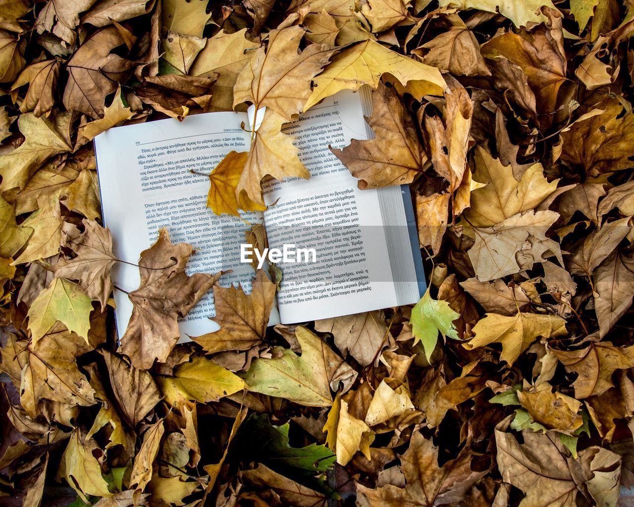 Close-up of open book on dry leaves