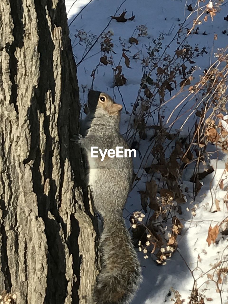 VIEW OF SQUIRREL ON TREE TRUNK