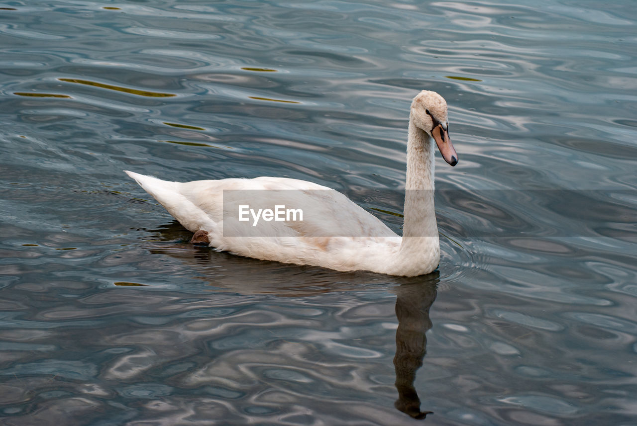 SWAN IN LAKE