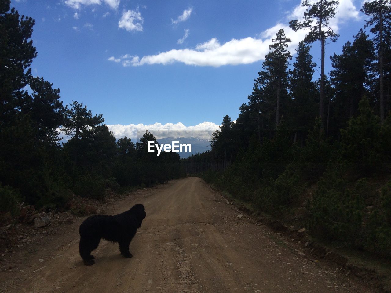 Dog on road by trees against sky