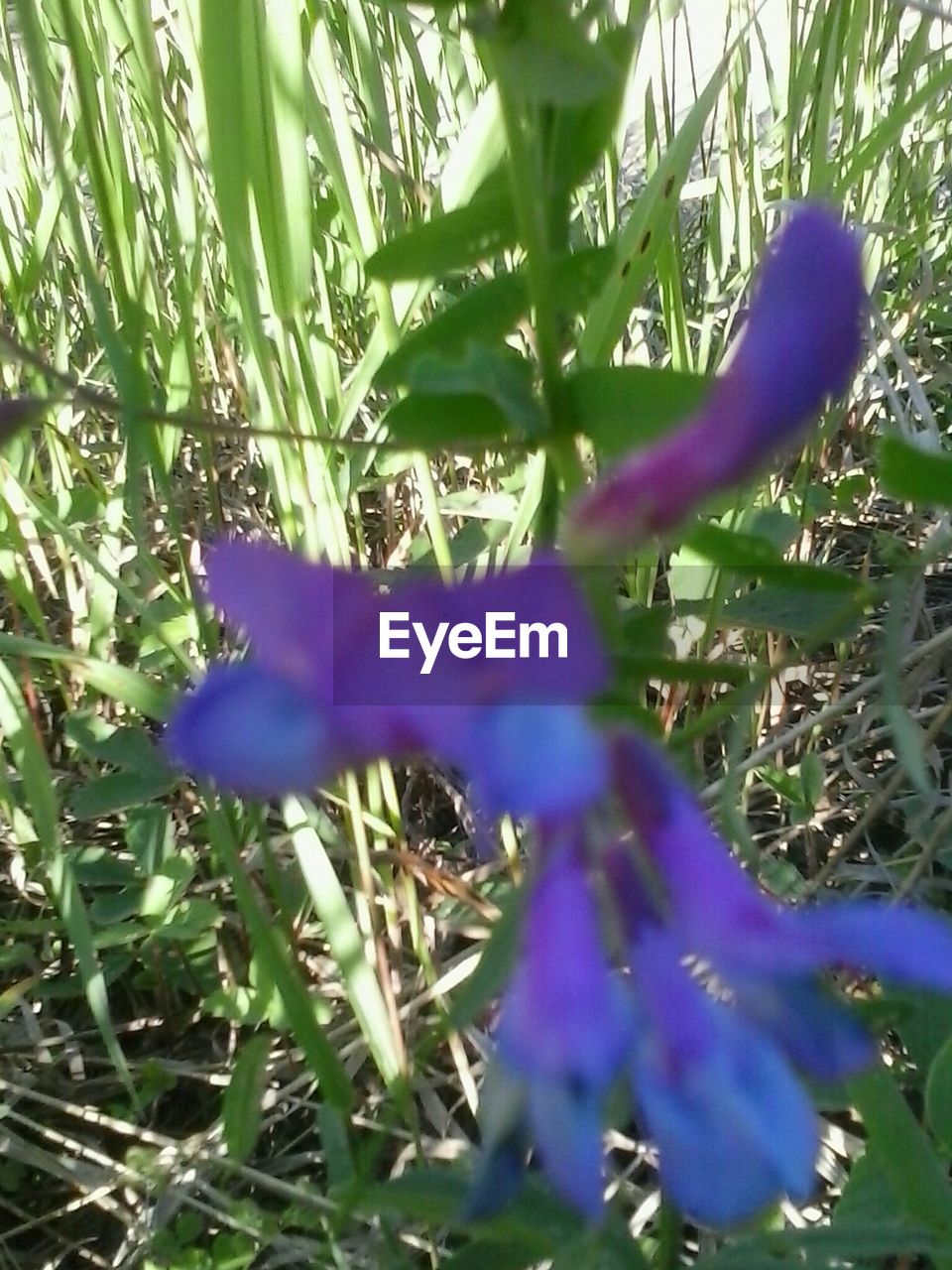 CLOSE-UP OF PURPLE FLOWERS BLOOMING OUTDOORS