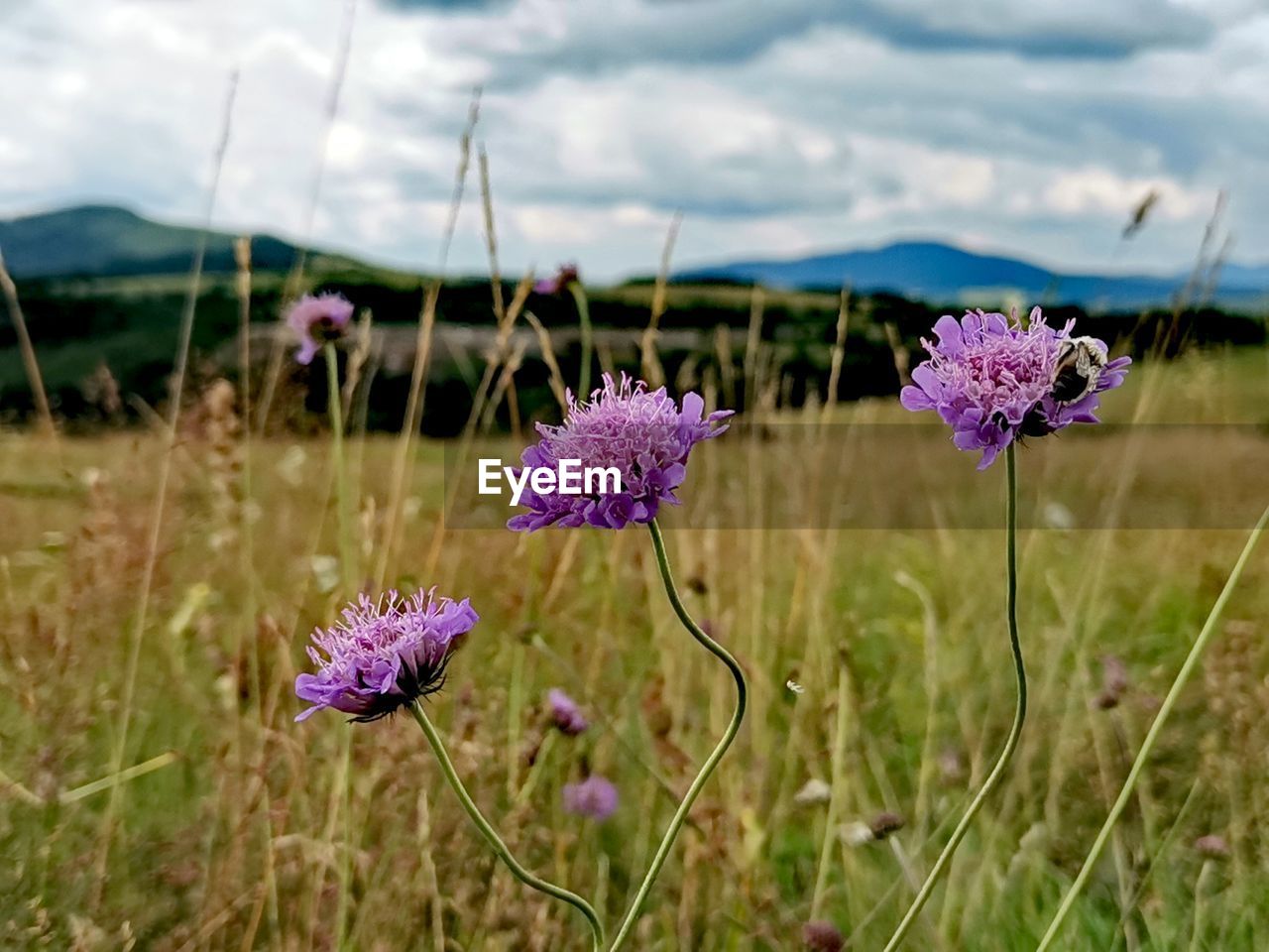 CLOSE-UP OF PURPLE FLOWERING PLANT IN FIELD