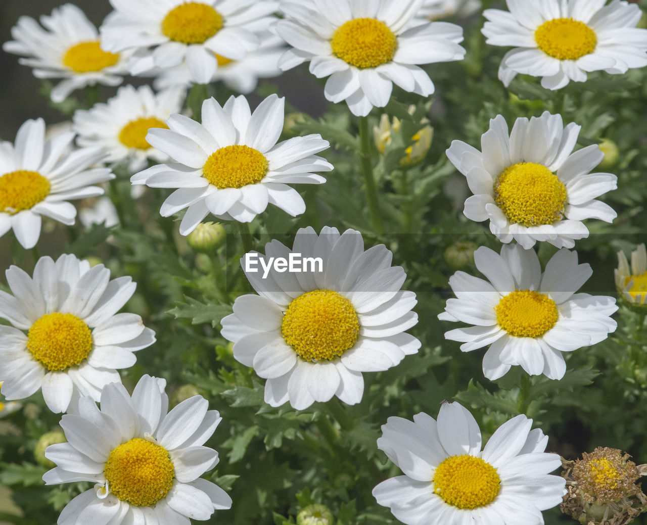 CLOSE-UP OF DAISIES