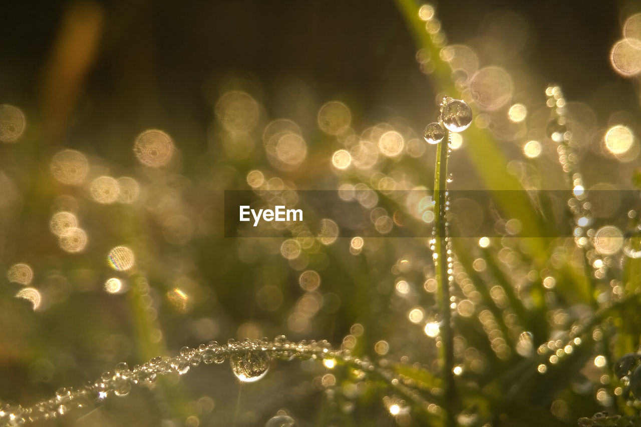 CLOSE-UP OF WET PLANT IN GRASS