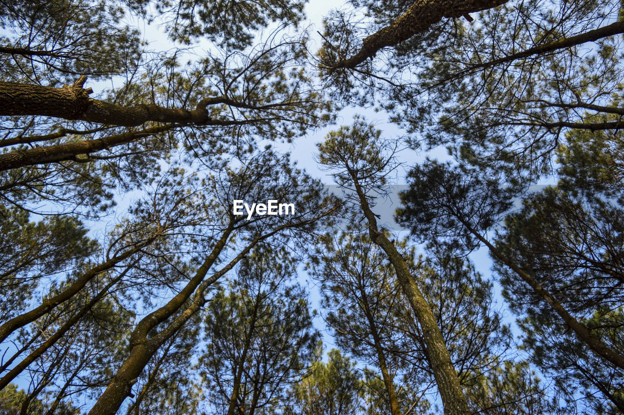 Low angle view of pine trees against sky