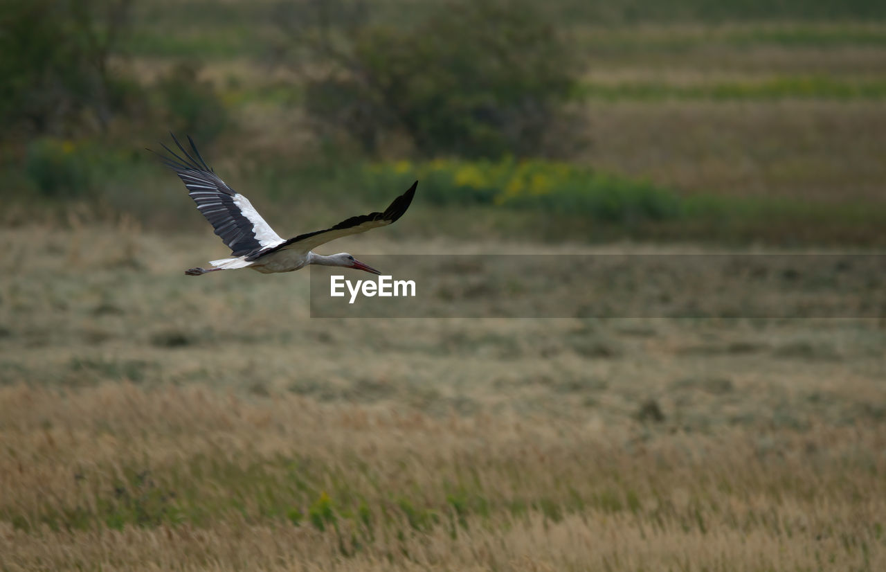 animal themes, animal wildlife, animal, wildlife, flying, bird, spread wings, one animal, prairie, no people, mid-air, nature, animal body part, plant, motion, grass, outdoors, day, wing, environment, landscape, animal wing, side view, bird of prey