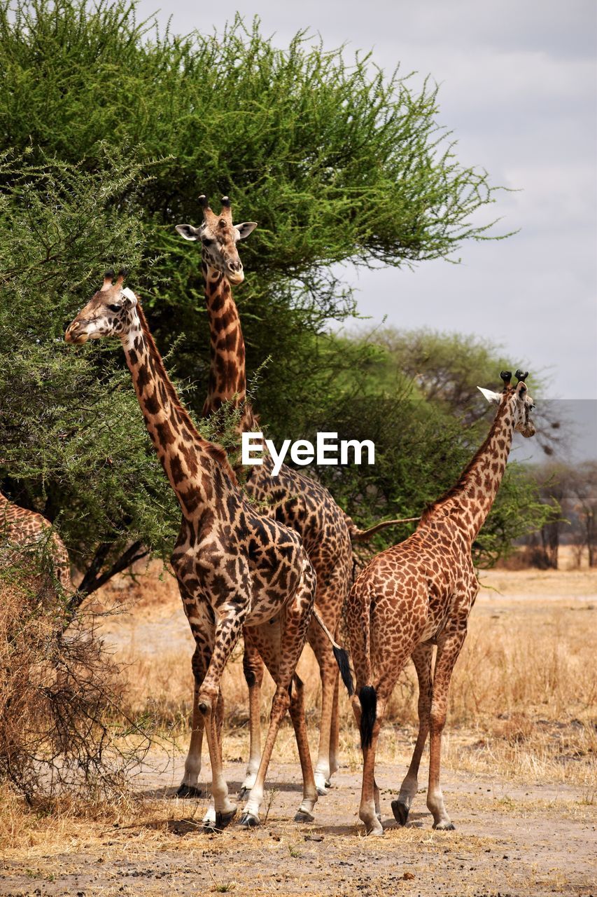 Giraffe standing in a field