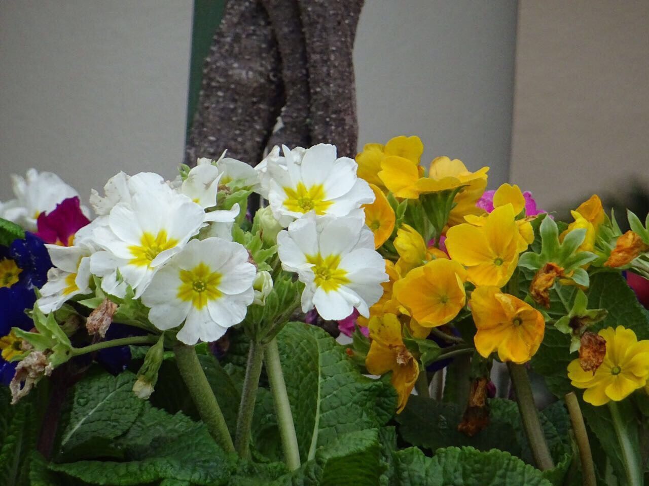 CLOSE-UP OF FLOWERS