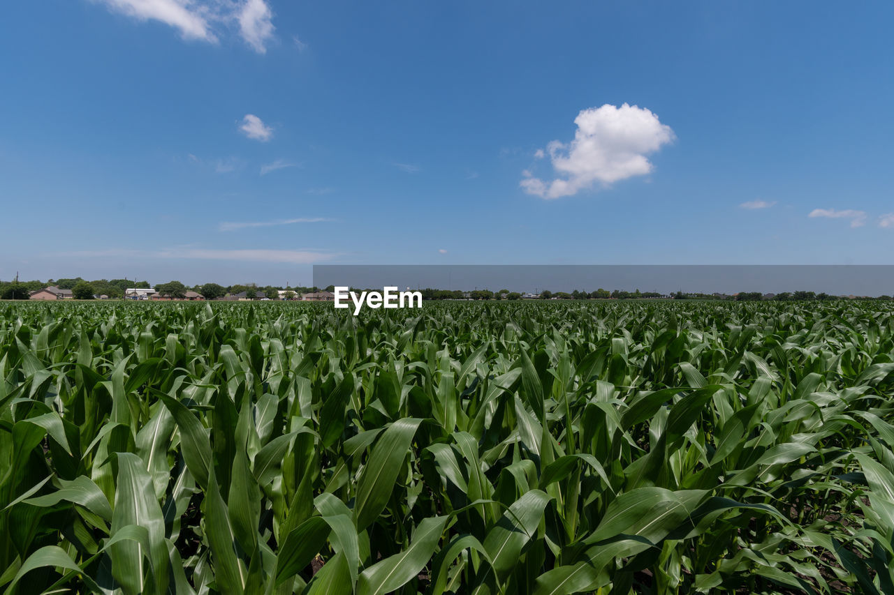 sky, landscape, field, agriculture, crop, land, cloud, corn, rural scene, cereal plant, plant, growth, environment, nature, food, vegetable, farm, food and drink, blue, food grain, horizon over land, no people, green, rural area, plantation, day, horizon, outdoors, beauty in nature, abundance, prairie, scenics - nature, grassland, summer, grass, urban skyline, soil, tranquility, plain, flower