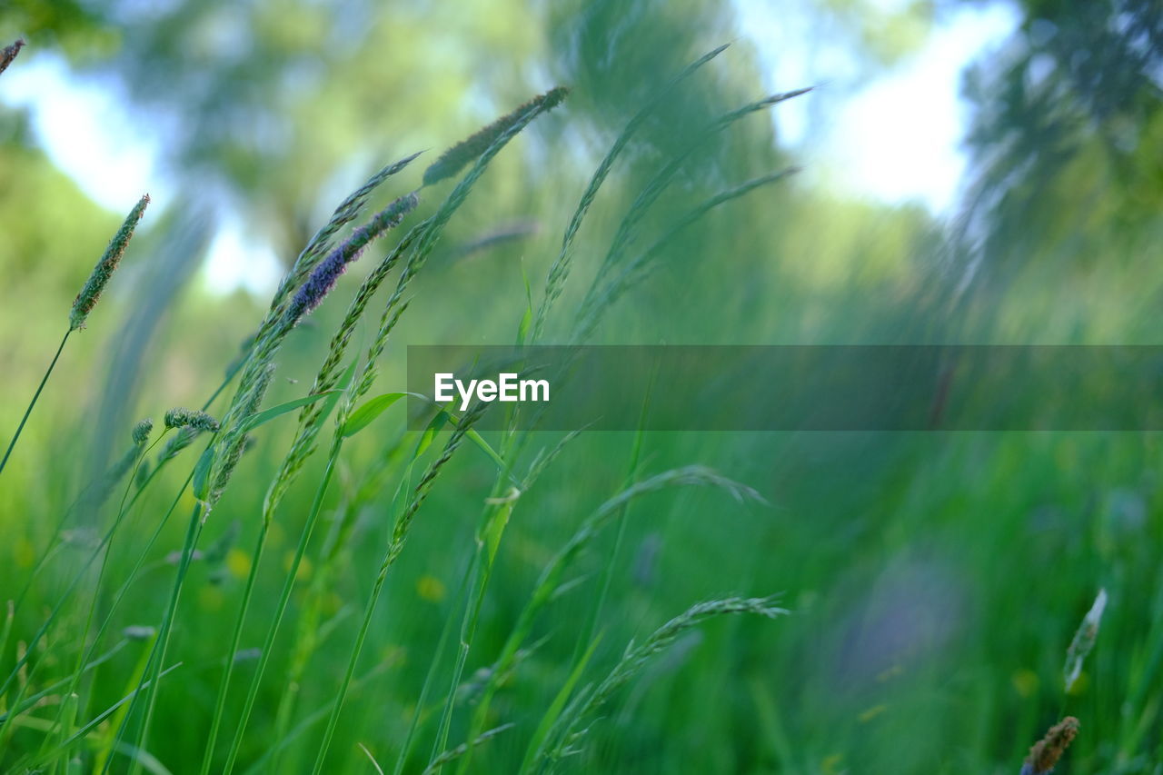 CLOSE-UP OF WHEAT FIELD