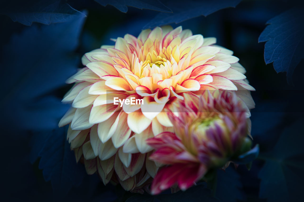 flower, flowering plant, beauty in nature, plant, freshness, petal, fragility, close-up, flower head, nature, inflorescence, dahlia, macro photography, no people, yellow, growth, pink, outdoors