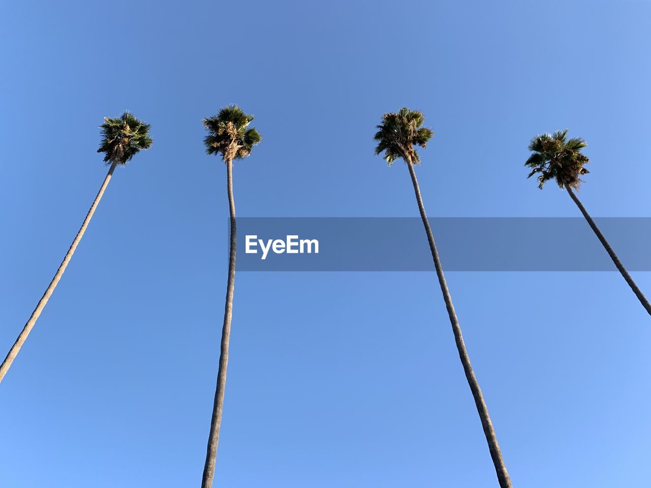 Low angle view of tall palm trees against blue sky 