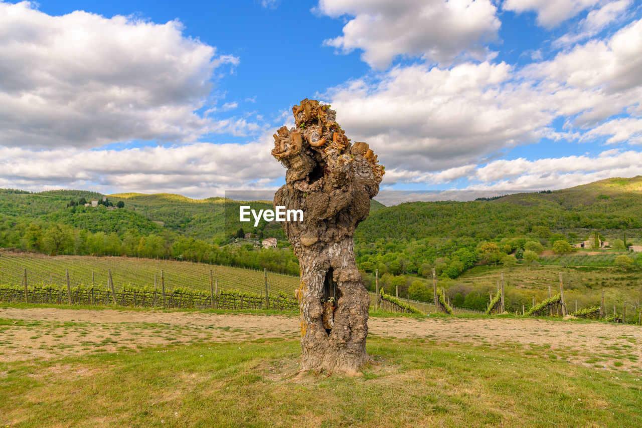 Bare tree stump on field against sky