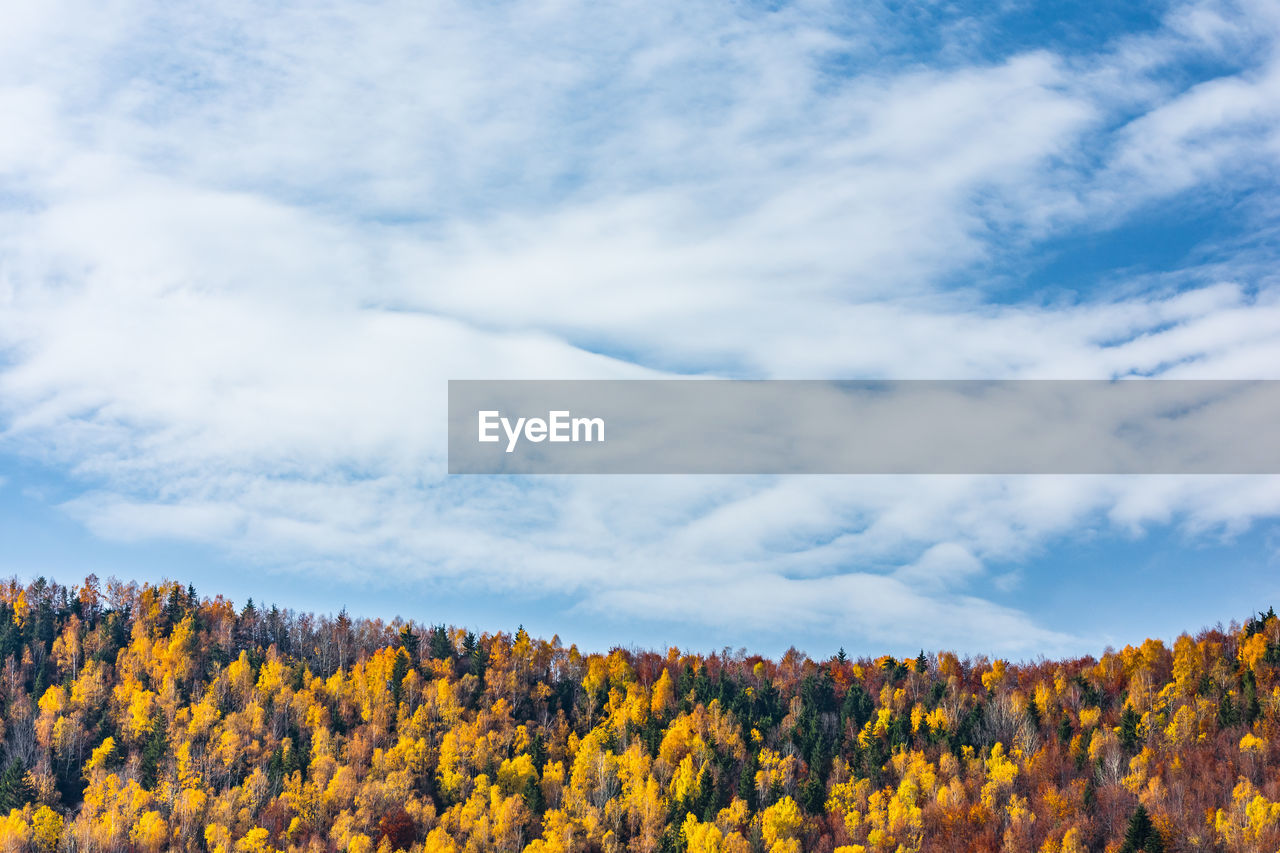 SCENIC VIEW OF YELLOW FLOWERS ON LANDSCAPE AGAINST SKY