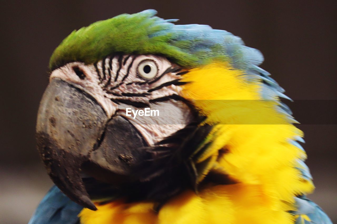 CLOSE-UP OF PARROT