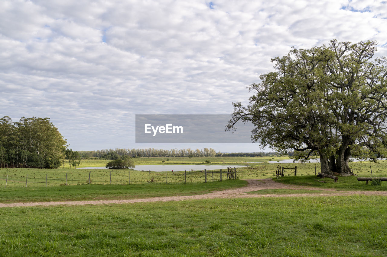 plant, tree, grass, sky, cloud, rural area, nature, landscape, environment, meadow, field, green, no people, beauty in nature, pasture, land, farm, scenics - nature, lawn, tranquility, day, growth, tranquil scene, rural scene, outdoors, hill, flower, agriculture, non-urban scene, architecture