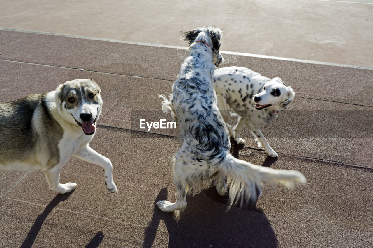 High angle view of dogs on footpath