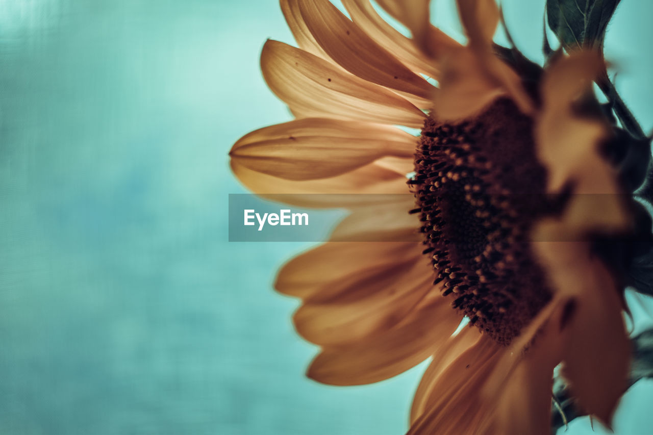 Close-up of sunflower