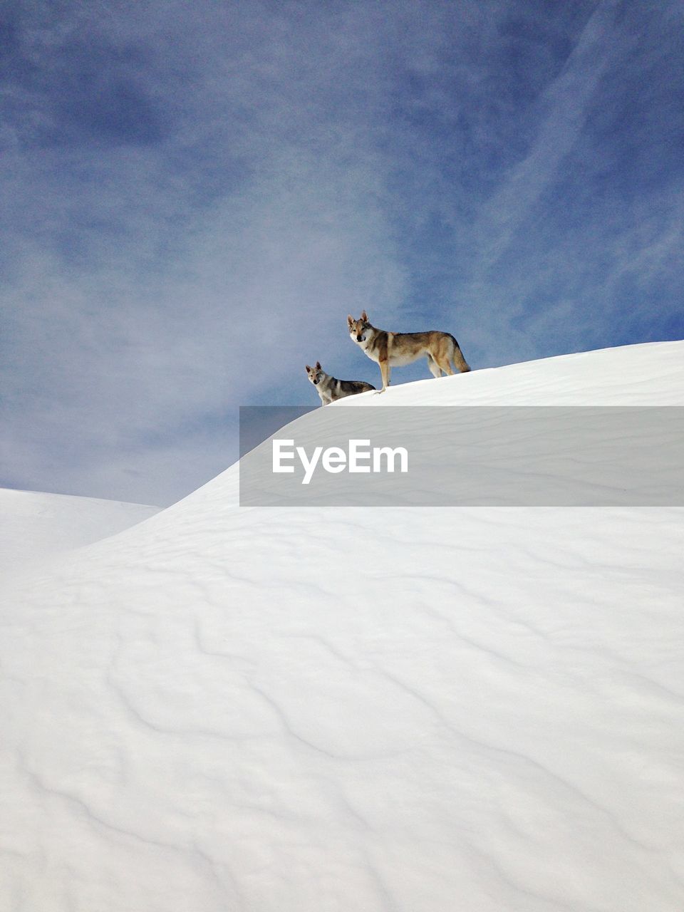Low angle view of wolves standing on snow during winter
