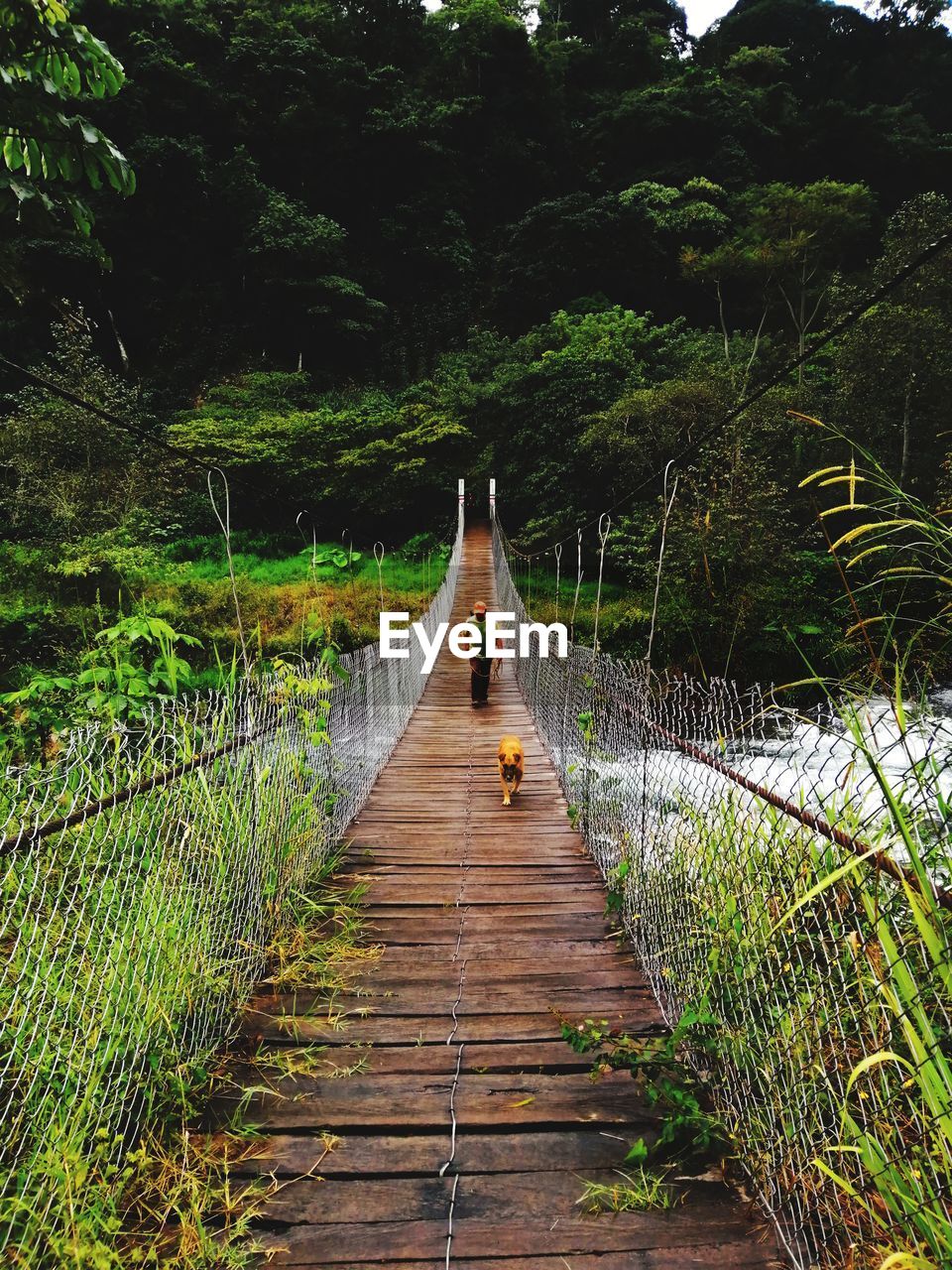 REAR VIEW OF PERSON WALKING ON FOOTPATH AMIDST TREES