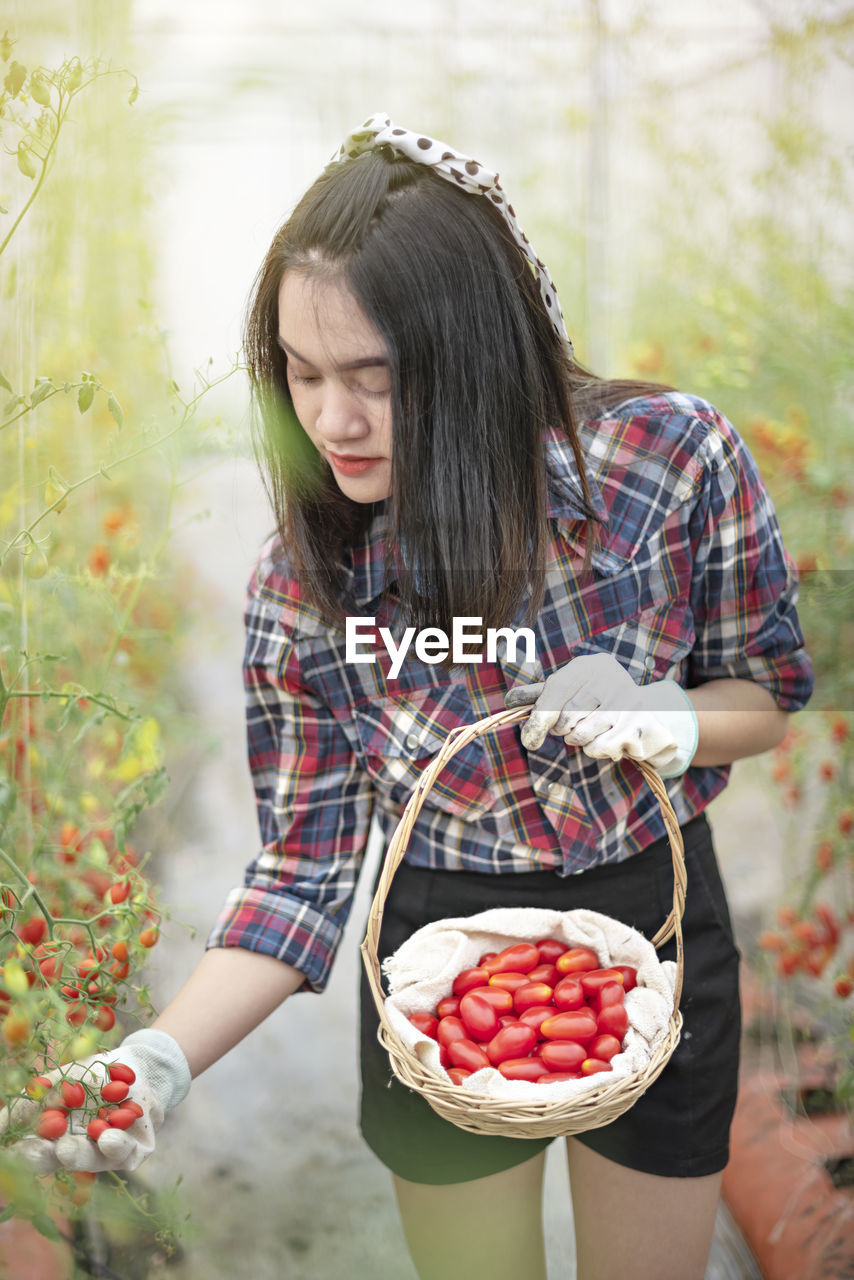 Young woman picking cherry tomatoes in greenhouse