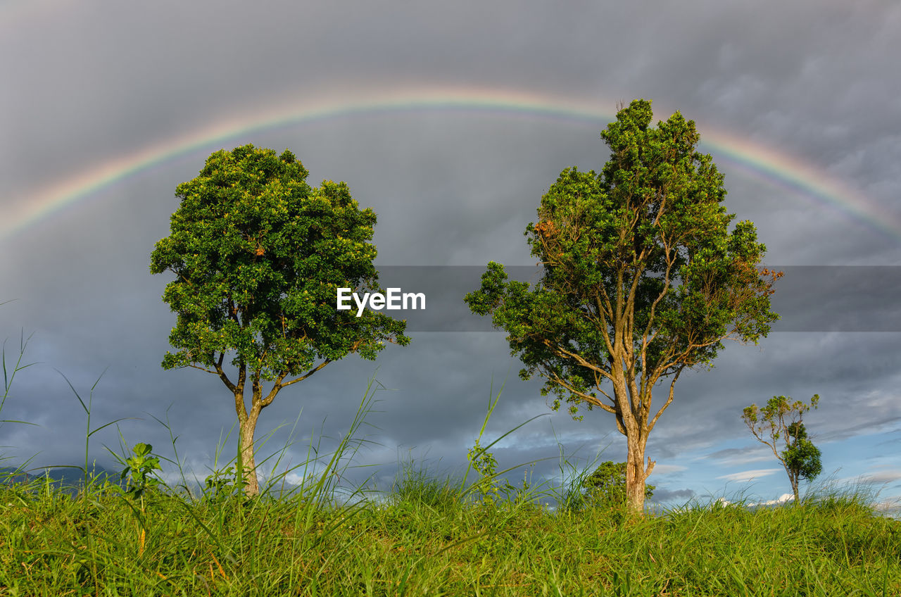 Trees on field against rainbow in sky