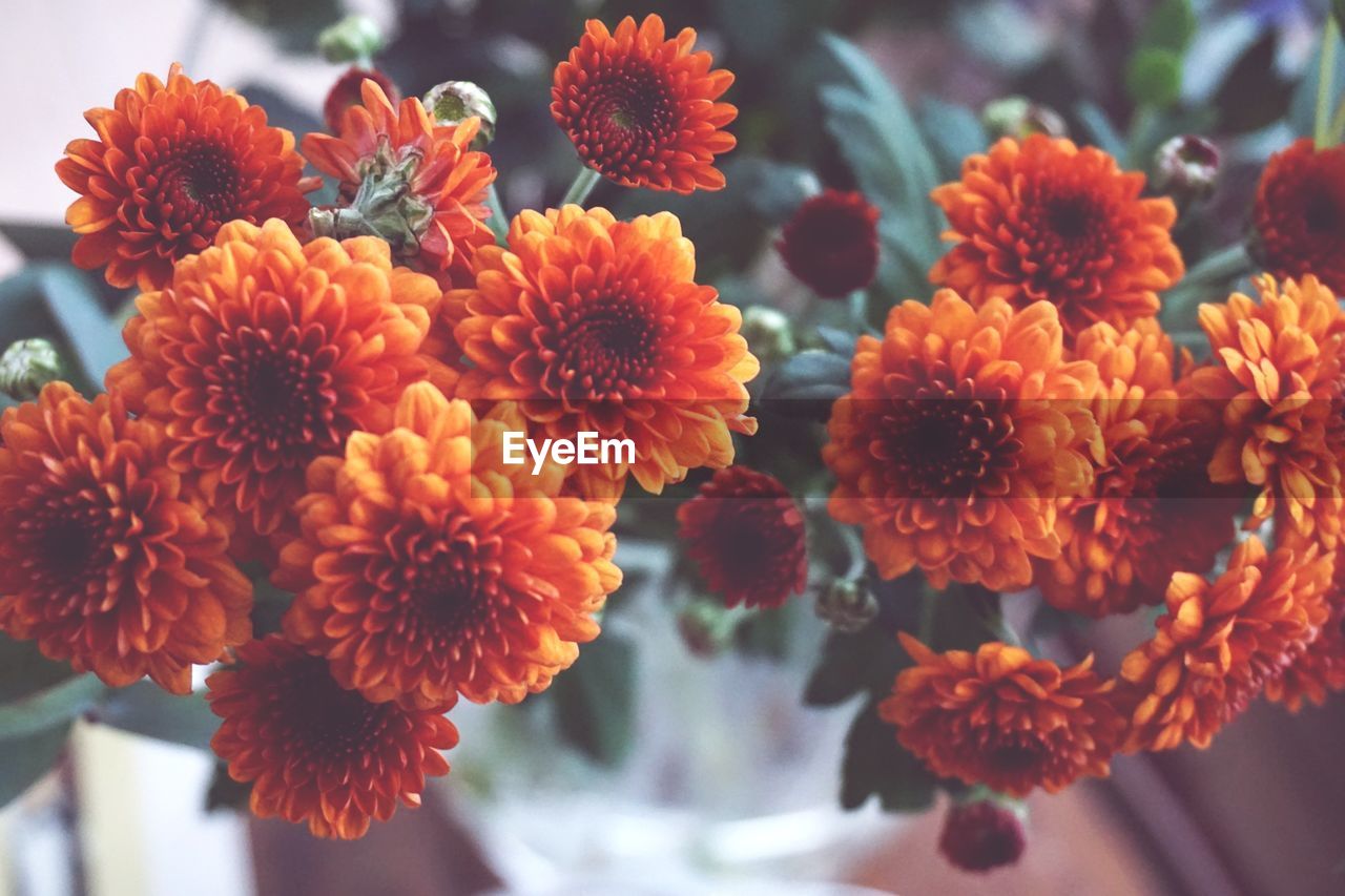 Close-up of flowers blooming outdoors