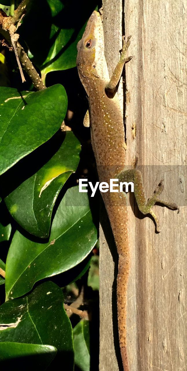 Close-up side view of a lizard