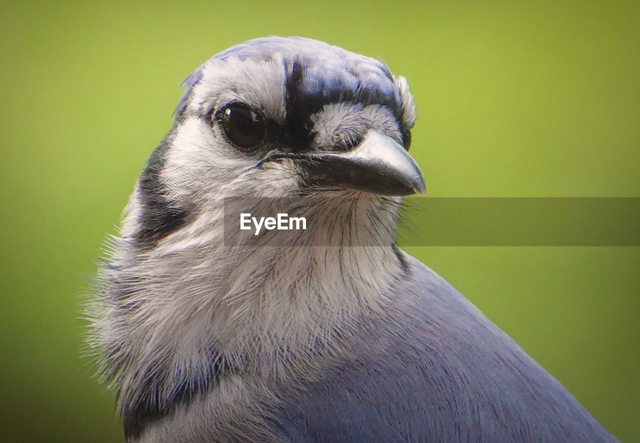 Portrait of a blue bird