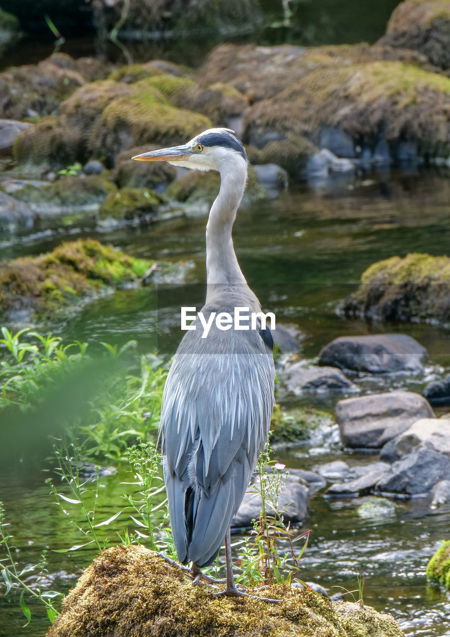 BIRD PERCHING ON ROCK
